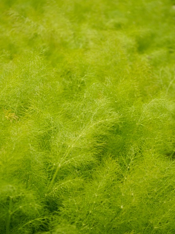 OLYMPUS DIGITAL CAMERA         Fennel greens in garden, full frame.