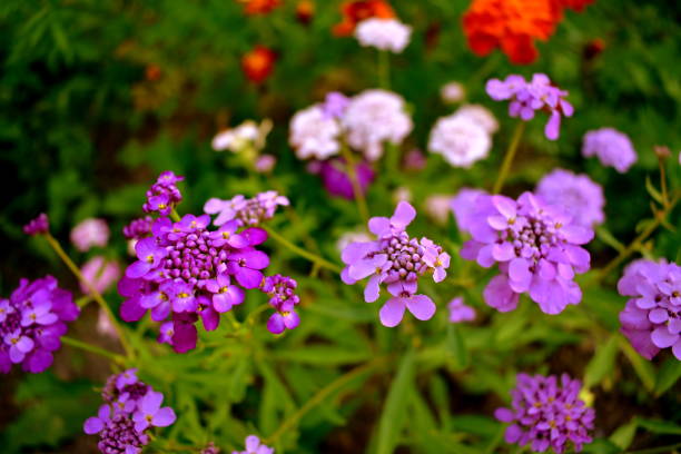 blooming Iberis in a summer flower bed