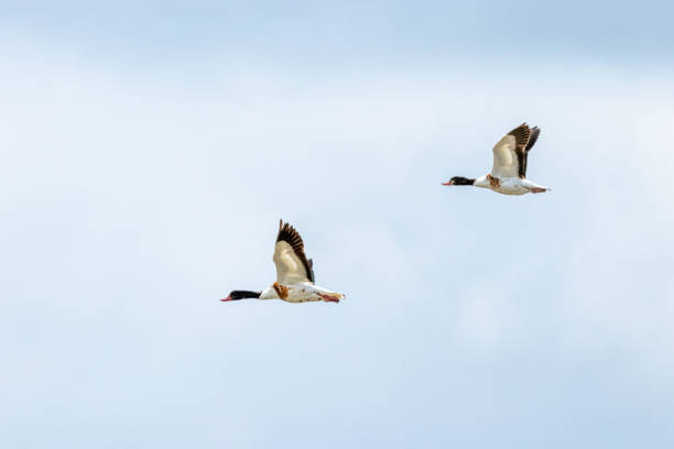 common shelduck fotografiert in der bretagne - brandgans stock-fotos und bilder