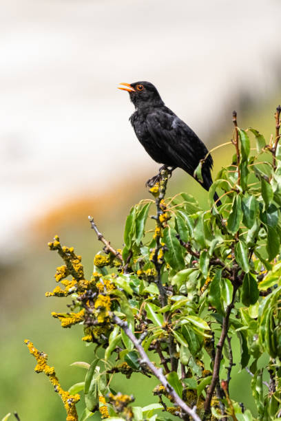 istock Common Blackbird photographed in Brittany 1329384560