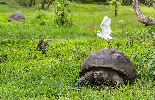 Animals. Galapagos Giant Tortoise with egret bird, on Santa Cruz Island in Galapagos Islands. Animals, nature and wildlife close up of tortoise in the highlands of Galapagos, Ecuador, South America.