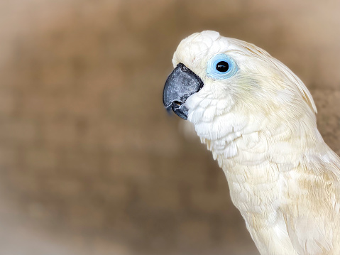 Cockatoo Bird