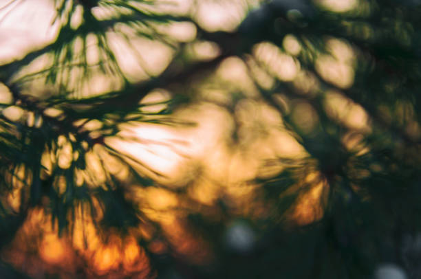 istock orange-green background of pine twigs 1329387486