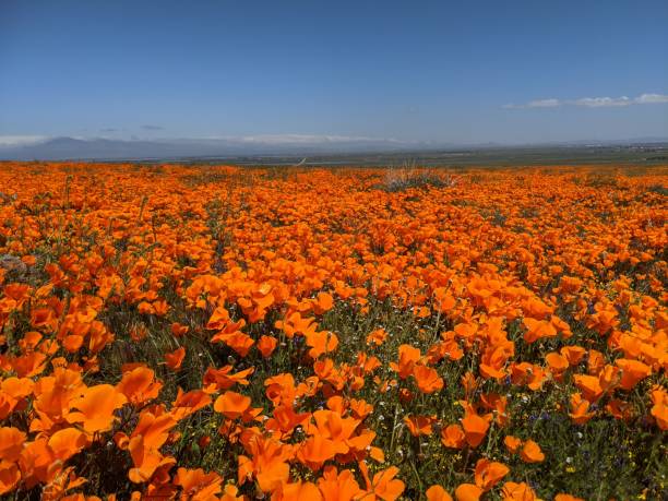 California Poppies Rolling hills of California Poppies in the high desert.  Endless fields of orange covering hillsides on a bright sunny spring day. antelope valley poppy reserve stock pictures, royalty-free photos & images