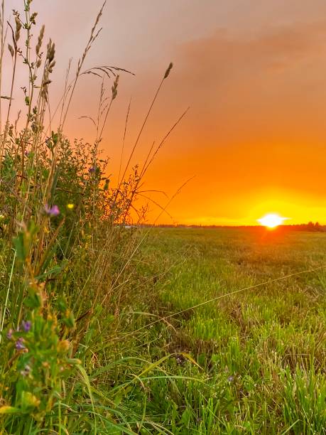 istock Orange sunset in the meadow 1329387589