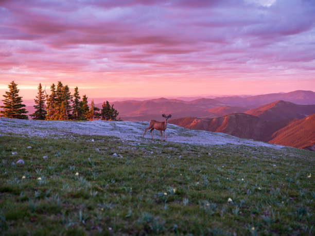 White Tail Deer Sunrise, Canadian Rockies, Alberta, Canada.