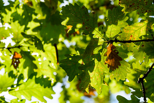 Oak branch with green acorns on a blurred background close-up.