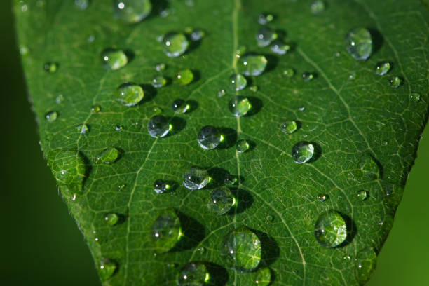 istock green leaf with water drops after rain, natural background 1329390258