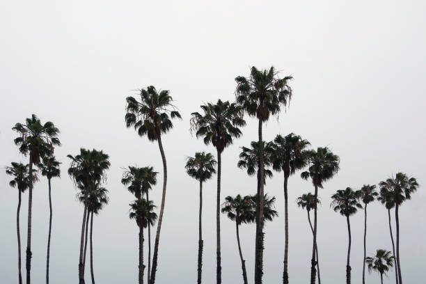 istock Palms in the Fog 1329391391