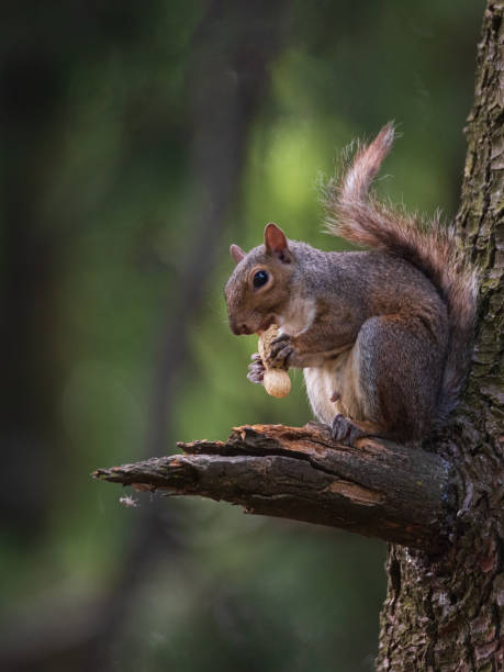 istock North American gray squirrel eats a peanut sitting on a branch of a tree 1329392196