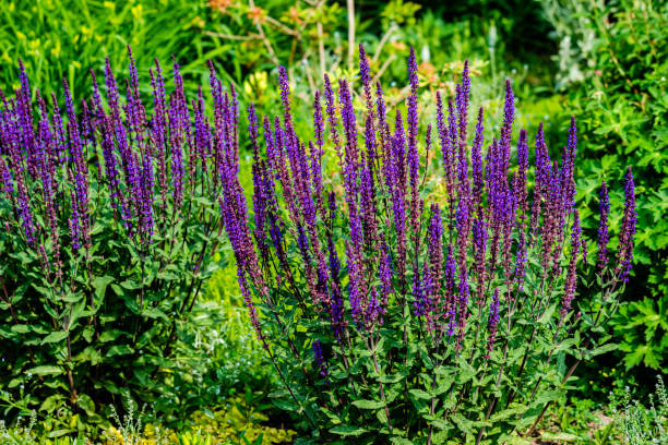 istock Different garden flowers in the summer 1329392534