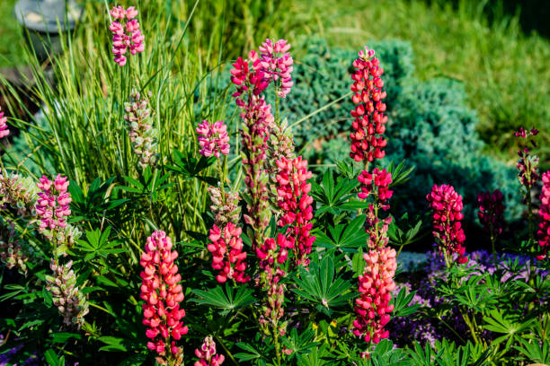 istock Different garden flowers in the summer 1329393272