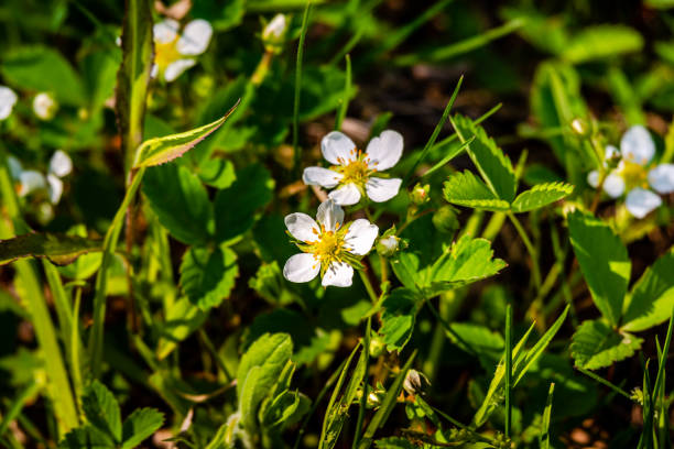 Wild strawberries flowers in the meadow