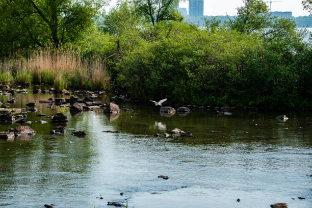 istock Great blue and white herons by the st. Lawrence river side 1329393331