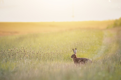 Field hare on a summer morning