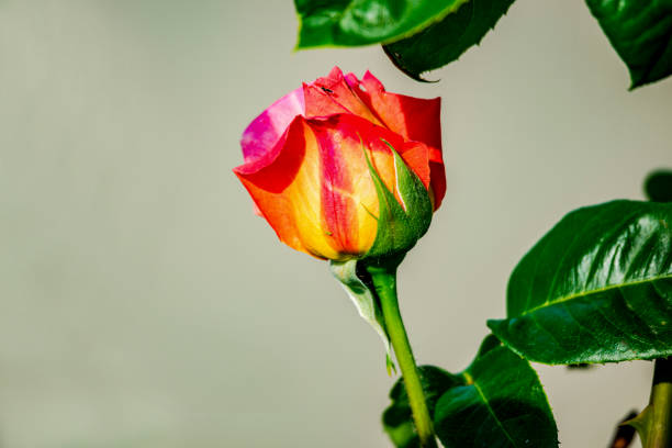 istock Red yellow rose in the garden 1329393572