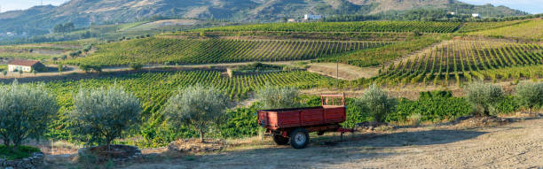 istock Land planted with vines for the wine harvest 1329394230