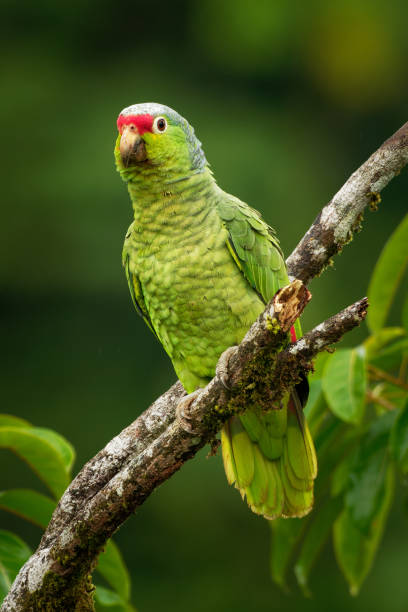 Red-lored Amazon or Red-lored Parrot - Amazona autumnalis, amazon parrot, native to tropical regions of the Americas, from Mexico south to Ecuador, green bird on the branch in the forest.