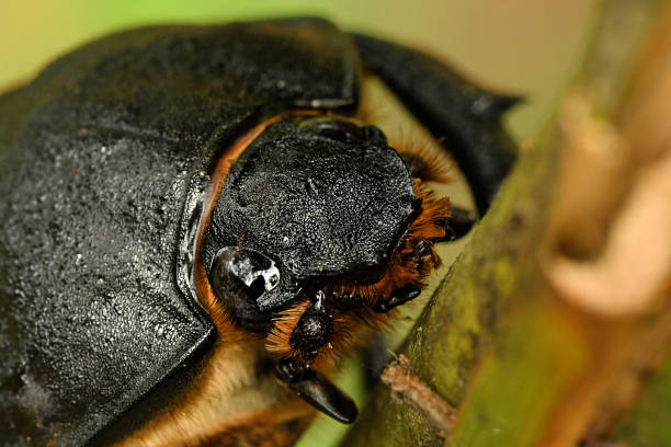 elephant beetle - megasoma elephas family scarabaeidae and the subfamily dynastinae, neotropical rhinoceros beetles,  in southern mexico, central america and in south american rainforests. - nasicornis imagens e fotografias de stock