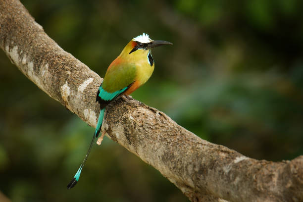 türkisbrauenmotmot - eumomota superciliosa auch torogoz, bunter tropischer vogel momotidae mit langem schwanz, mittelamerika vom südosten mexikos bis costa rica. bunter vogel auf dem ast. - sägeracke stock-fotos und bilder