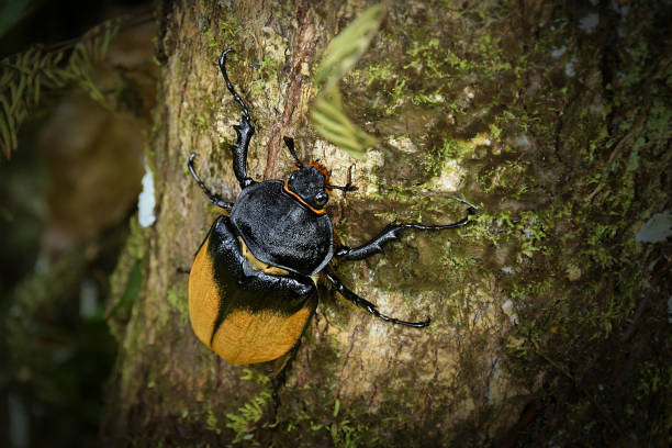 escarabajo elefante - megasoma elephas familia scarabaeidae y la subfamilia dynastinae, escarabajos rinocerontes neotropicales, en el sur de méxico, américa central y en las selvas tropicales de américa del sur. - nasicornis fotografías e imágenes de stock