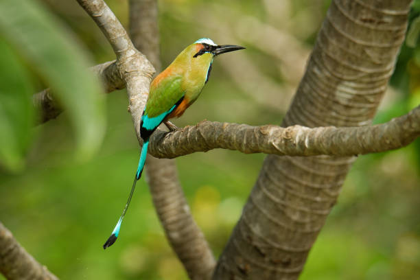 türkisbrauenmotmot - eumomota superciliosa auch torogoz, bunter tropischer vogel momotidae mit langem schwanz, mittelamerika vom südosten mexikos bis costa rica. bunter vogel auf dem ast. - sägeracke stock-fotos und bilder