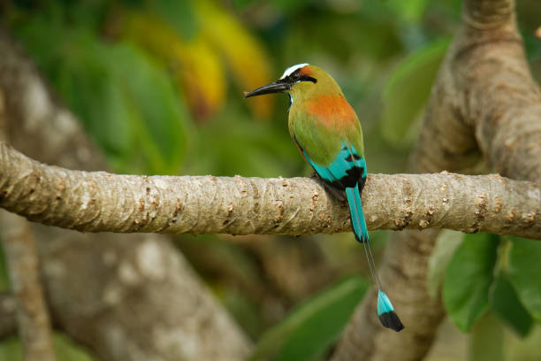 motmot à sourcils turquoise - eumomota superciliosa aussi torogoz, oiseau tropical coloré momotidae à longue queue, amérique centrale du sud-est du mexique au costa rica. oiseau coloré sur la branche. - ortalide motmot photos et images de collection