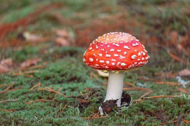 petite mouche agaric dans la forêt asign fond d’automne flou avec espace de copie - mushroom fly agaric mushroom photograph toadstool photos et images de collection