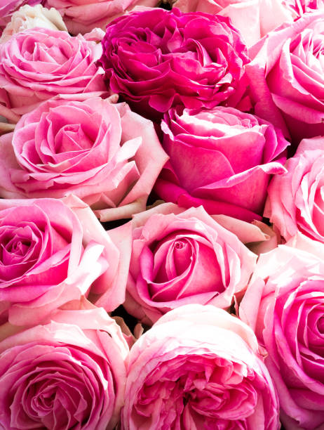 istock Group of pink roses in bloom, close-up 1329396985