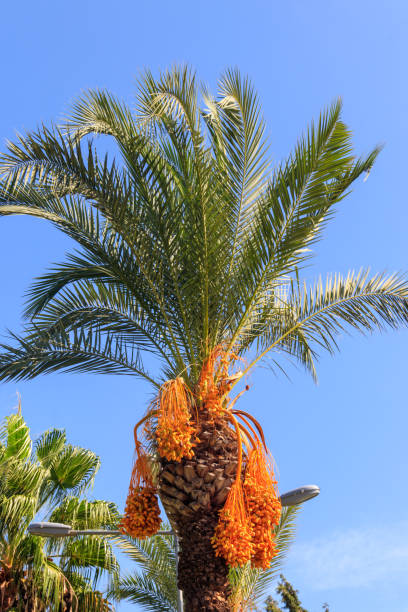 istock Date palm tree (Phoenix dactylifera) with ripening date fruits against blue sky 1329398554