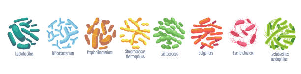 ilustraciones, imágenes clip art, dibujos animados e iconos de stock de bacterias probióticas lactobacillus, bulgaricus, propionbacterium. lactococcus, streptococcus thermofillus, lactobacillus - probiótico
