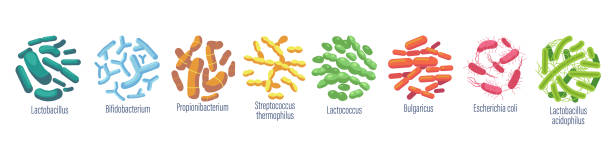 illustrazioni stock, clip art, cartoni animati e icone di tendenza di batteri probiotici lactobacillus, bulgaricus, propionbacterium. lactococcus, streptococcus thermofillus, lactobacillus - bacterium