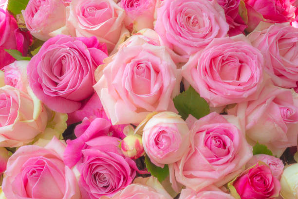 istock Group of pink roses in bloom, close-up 1329400322
