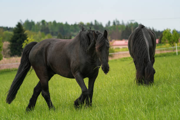牧草地に立つ2頭の黒いフリージアン馬 - horse black stallion friesian horse ストックフォトと画像