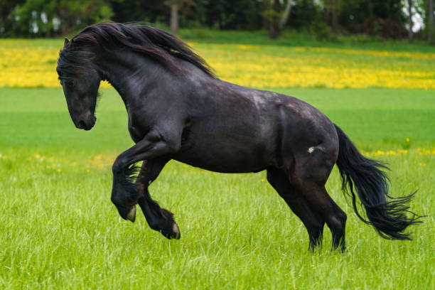 istock Black friesian horse runs gallop. 1329400922