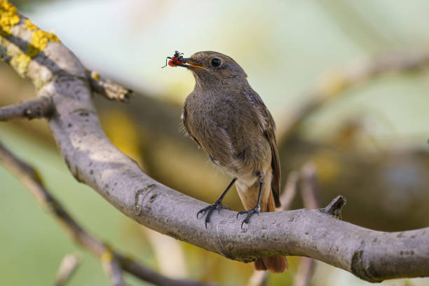 istock Black redstart - Phoenicurus ochruros standing on the branch with prey. 1329400962