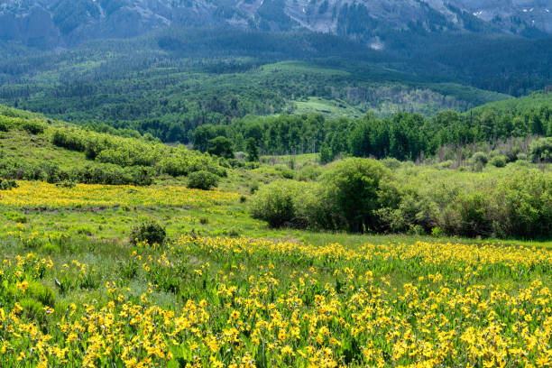 istock Wildflowers in Colorado mountain landscape 1329401041