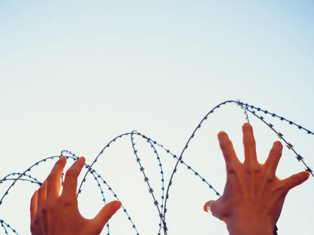 istock The palms stretch upward behind the barbed wire against the sky. 1329401058
