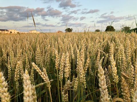 A wheat field before harvesting