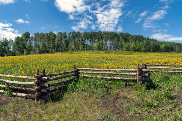 istock Colorado mountain landscape 1329402957