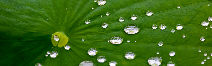 Pictured water drops on the leaf of loutus.