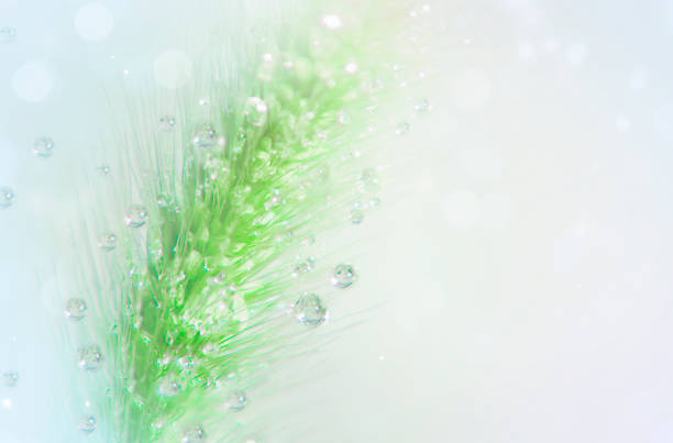 istock Dew drops on ear, wild grass. Soft focus, abstract background. Defocused lens flare from dew drops. 1329404048