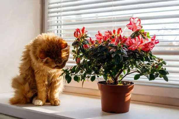 Blooming pink azalea in flower pot and ginger cat on windowsill