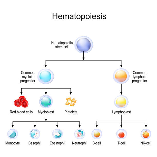 혈액 세포 유형. 조혈 - macrophage human immune system cell biology stock illustrations