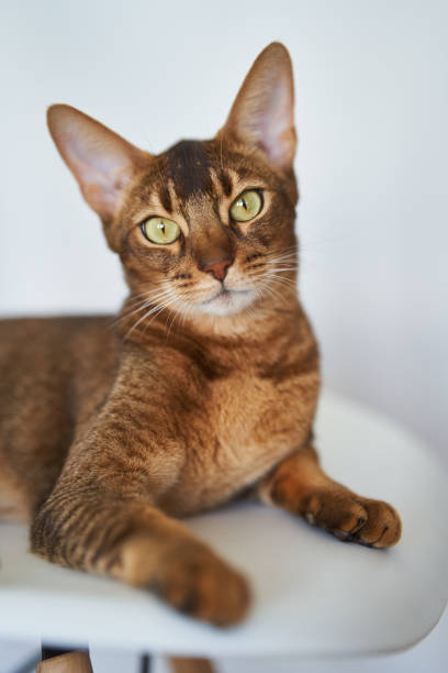 istock Beautiful Bengal cat sitting on a chair 1329404898