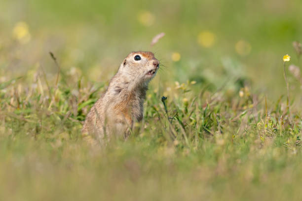 istock Ground squirrel Spermophilus pygmaeus peeps out of the hole 1329405172