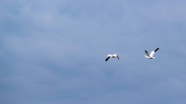 istock Migration Birds watching at Baie-du-Febvre in Quebec 1329405760