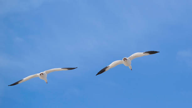 istock Migration Birds watching at Baie-du-Febvre in Quebec 1329405796