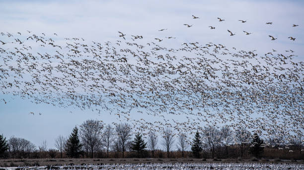 istock Migration Birds watching at Baie-du-Febvre in Quebec 1329405811