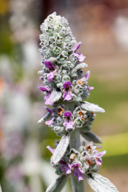 purple flowers in the summer